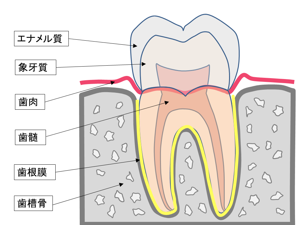 根管治療 Q A 根管治療専門医による精密根管治療 坂上デンタルオフィス